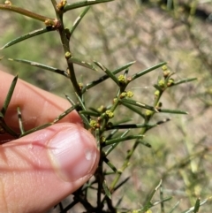 Acacia genistifolia at Bungonia, NSW - 11 Apr 2022