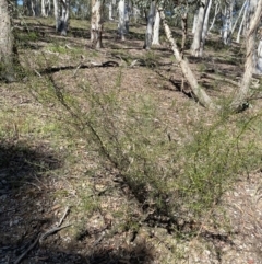 Acacia genistifolia at Bungonia, NSW - 11 Apr 2022
