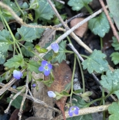 Veronica plebeia (Trailing Speedwell, Creeping Speedwell) at Bungonia State Conservation Area - 11 Apr 2022 by Ned_Johnston