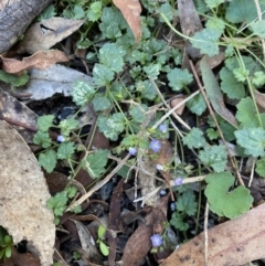 Veronica plebeia at Bungonia, NSW - 11 Apr 2022