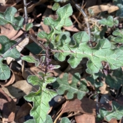 Solanum prinophyllum (Forest Nightshade) at Bungonia, NSW - 11 Apr 2022 by NedJohnston