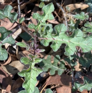 Solanum prinophyllum at Bungonia, NSW - 11 Apr 2022