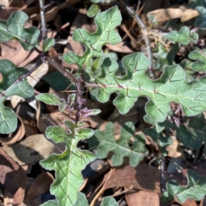 Solanum prinophyllum at Bungonia, NSW - 11 Apr 2022 11:21 AM