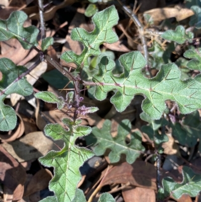 Solanum prinophyllum (Forest Nightshade) at Bungonia, NSW - 11 Apr 2022 by NedJohnston