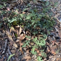 Solanum prinophyllum at Bungonia, NSW - 11 Apr 2022 11:21 AM