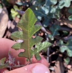 Solanum prinophyllum at Bungonia, NSW - 11 Apr 2022