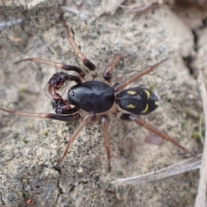 Zodariidae (family) at Murrumbateman, NSW - 11 Apr 2022