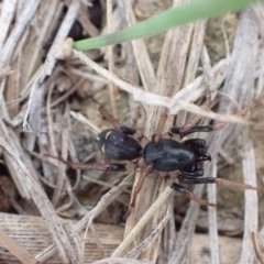 Zodariidae (family) at Murrumbateman, NSW - 11 Apr 2022