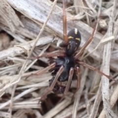 Zodariidae (family) at Murrumbateman, NSW - 11 Apr 2022