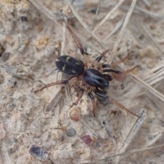 Zodariidae (family) at Murrumbateman, NSW - 11 Apr 2022