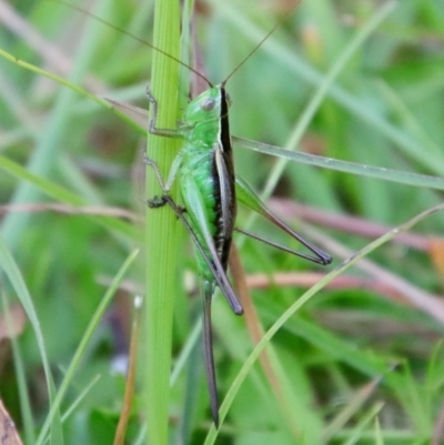 Conocephalus semivittatus (Meadow katydid) at QPRC LGA - 10 Apr 2022 by LisaH