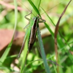 Conocephalus semivittatus at Mongarlowe, NSW - 10 Apr 2022