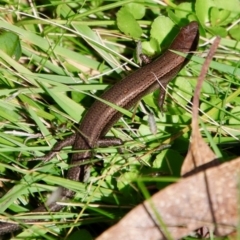 Lampropholis delicata (Delicate Skink) at Mongarlowe River - 10 Apr 2022 by LisaH