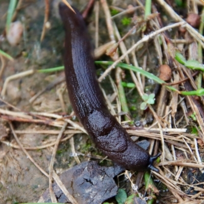 Milax gagates (Black-keeled Slug) at Deakin, ACT - 10 Apr 2022 by LisaH