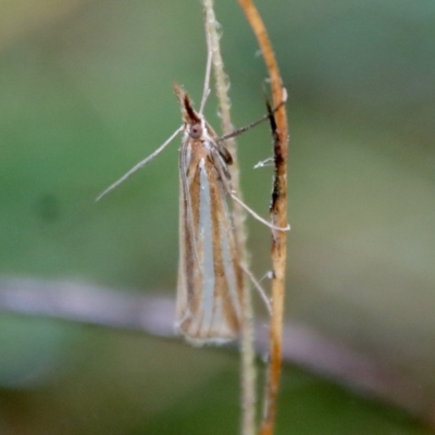 Hednota species near grammellus (Pyralid or snout moth) at Red Hill Nature Reserve - 10 Apr 2022 by LisaH