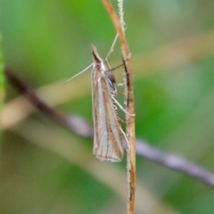 Hednota species near grammellus at Deakin, ACT - 11 Apr 2022