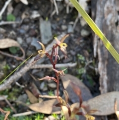 Acianthus exsertus (Large Mosquito Orchid) at Bungonia National Park - 11 Apr 2022 by Ned_Johnston