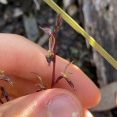 Acianthus exsertus at Bungonia, NSW - suppressed