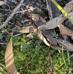 Acianthus exsertus at Bungonia, NSW - suppressed