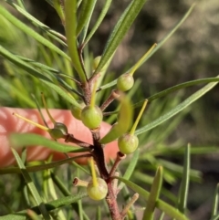 Persoonia linearis (Narrow-leaved Geebung) at Bungonia National Park - 11 Apr 2022 by NedJohnston