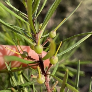 Persoonia linearis at Bungonia National Park - 11 Apr 2022