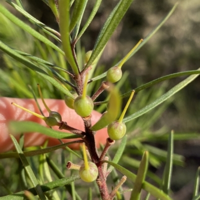 Persoonia linearis (Narrow-leaved Geebung) at Bungonia National Park - 11 Apr 2022 by NedJohnston