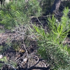 Persoonia linearis at Bungonia National Park - 11 Apr 2022