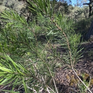 Persoonia linearis at Bungonia National Park - 11 Apr 2022