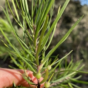 Persoonia linearis at Bungonia National Park - 11 Apr 2022