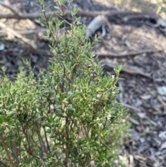 Monotoca scoparia (Broom Heath) at Bungonia, NSW - 11 Apr 2022 by NedJohnston