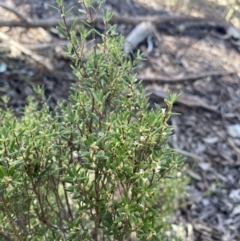 Monotoca scoparia (Broom Heath) at Bungonia National Park - 11 Apr 2022 by Ned_Johnston