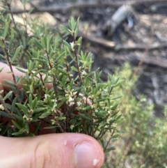 Monotoca scoparia at Bungonia, NSW - 11 Apr 2022