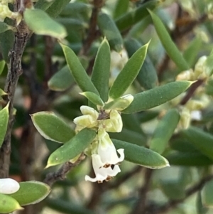 Monotoca scoparia at Bungonia, NSW - 11 Apr 2022