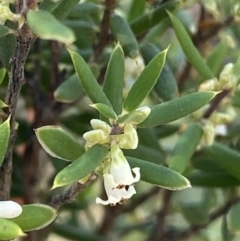 Monotoca scoparia at Bungonia, NSW - 11 Apr 2022