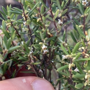 Monotoca scoparia at Bungonia, NSW - 11 Apr 2022