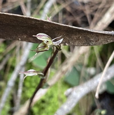 Acianthus pusillus (Small Mosquito Orchid) at Bungonia National Park - 11 Apr 2022 by Ned_Johnston