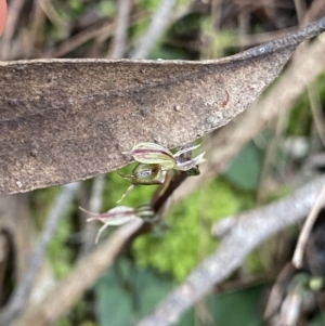 Acianthus exsertus at Bungonia National Park - suppressed