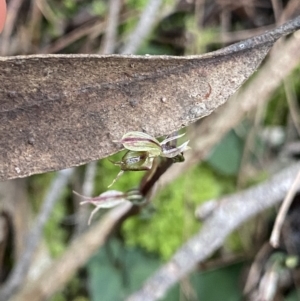 Acianthus pusillus at Bungonia, NSW - 11 Apr 2022