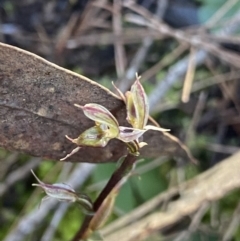 Acianthus exsertus at Bungonia National Park - suppressed