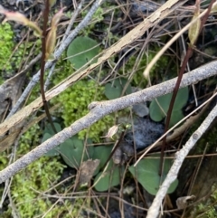 Acianthus exsertus at Bungonia National Park - suppressed