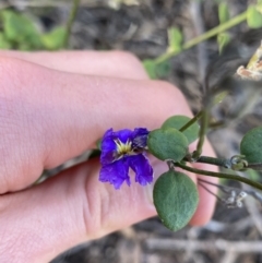 Dampiera stricta (Blue Dampiera) at Bungonia, NSW - 11 Apr 2022 by Ned_Johnston