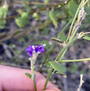 Dampiera stricta at Bungonia, NSW - 11 Apr 2022 11:56 AM