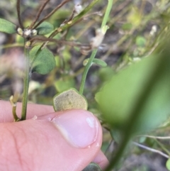 Dampiera stricta at Bungonia, NSW - 11 Apr 2022 11:56 AM