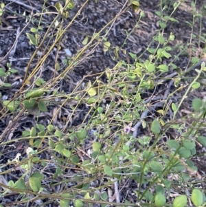 Dampiera stricta at Bungonia, NSW - 11 Apr 2022 11:56 AM