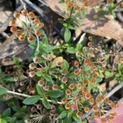 Pomax umbellata (A Pomax) at Bungonia, NSW - 11 Apr 2022 by NedJohnston