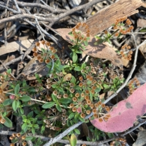 Pomax umbellata at Bungonia, NSW - 11 Apr 2022 11:51 AM