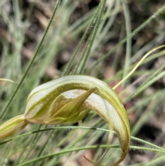 Diplodium ampliatum (Large Autumn Greenhood) at Bungonia, NSW - 11 Apr 2022 by NedJohnston