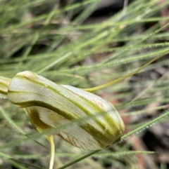 Diplodium ampliatum at Bungonia, NSW - 11 Apr 2022