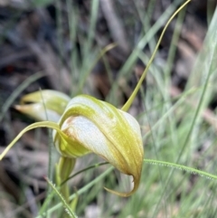 Diplodium ampliatum at Bungonia, NSW - 11 Apr 2022