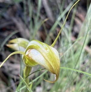 Diplodium ampliatum at Bungonia, NSW - 11 Apr 2022